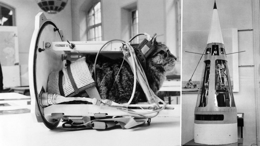 Les animaux pionniers de l’exploration aéronautique